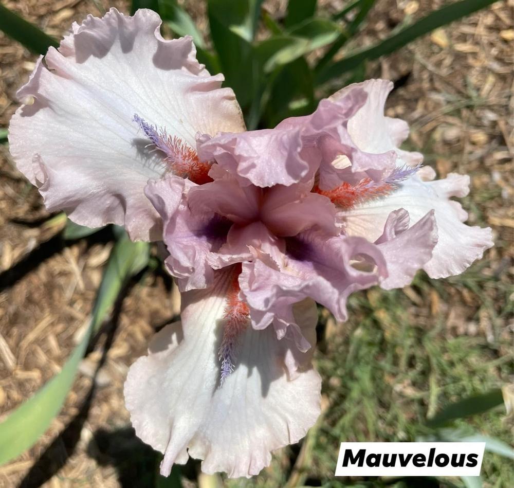 Photo of Tall Bearded Iris (Iris 'Mauvelous') uploaded by Bloomerrang
