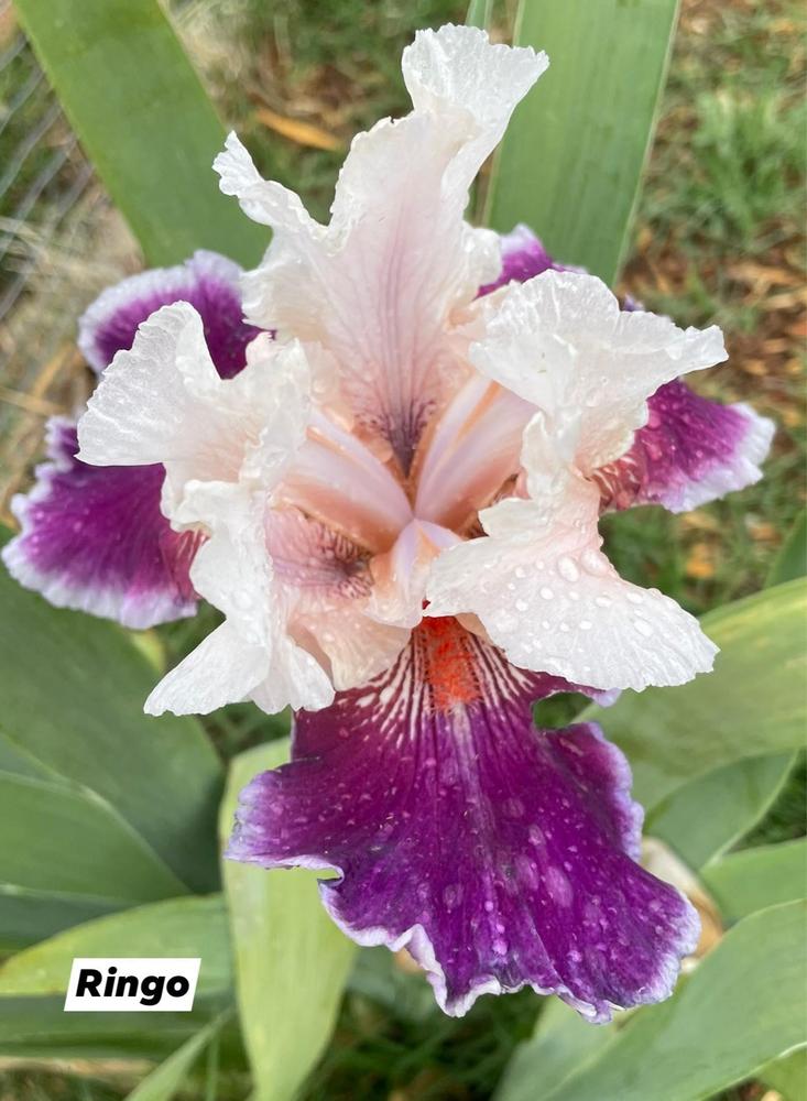 Photo of Tall Bearded Iris (Iris 'Ringo') uploaded by Bloomerrang