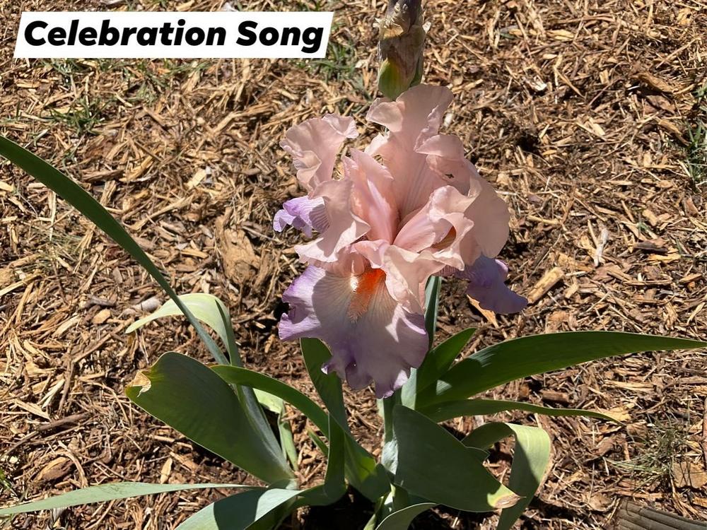 Photo of Tall Bearded Iris (Iris 'Celebration Song') uploaded by Bloomerrang