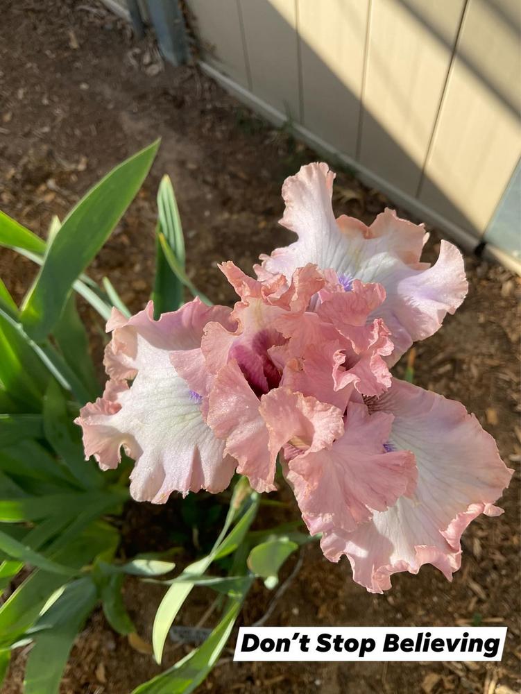 Photo of Tall Bearded Iris (Iris 'Don't Stop Believing') uploaded by Bloomerrang