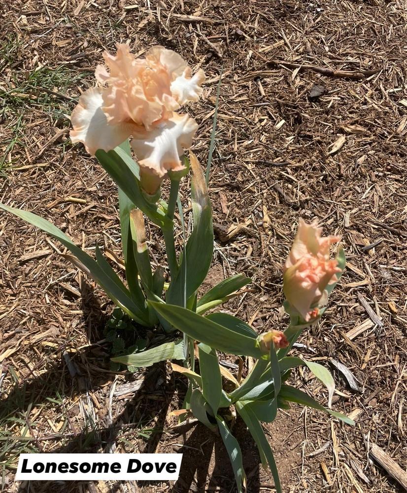 Photo of Tall Bearded Iris (Iris 'Lonesome Dove') uploaded by Bloomerrang