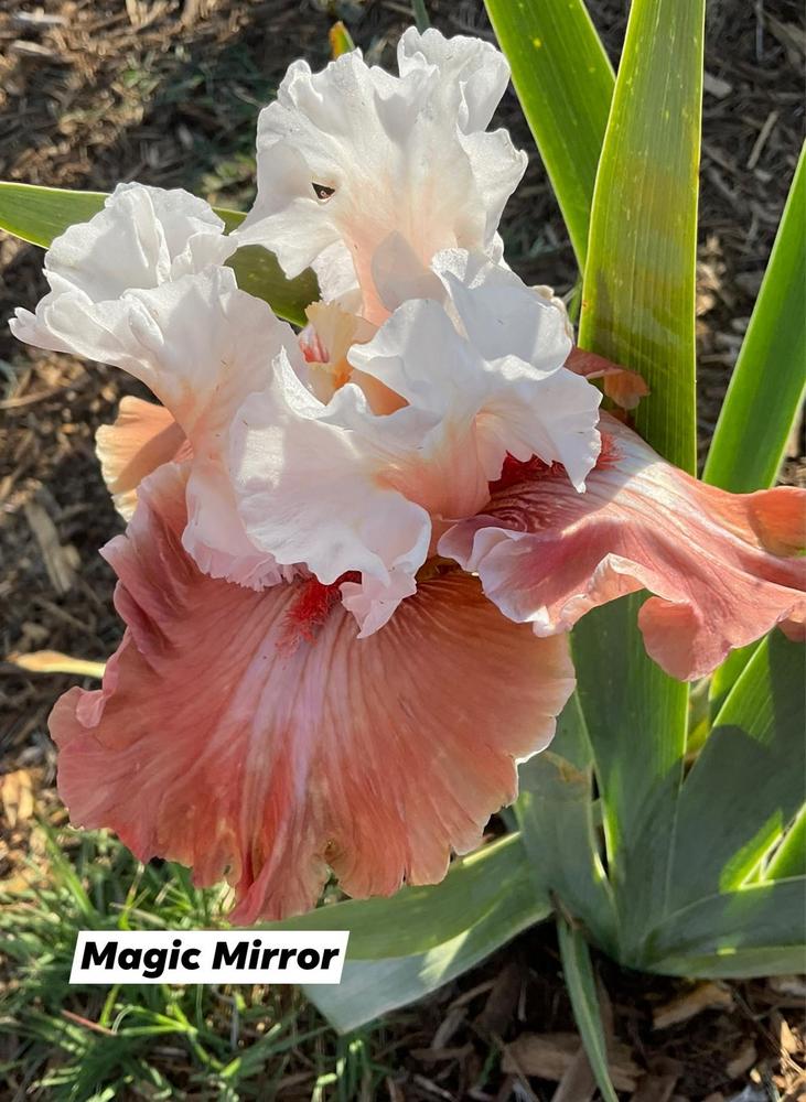 Photo of Tall Bearded Iris (Iris 'Magic Mirror') uploaded by Bloomerrang