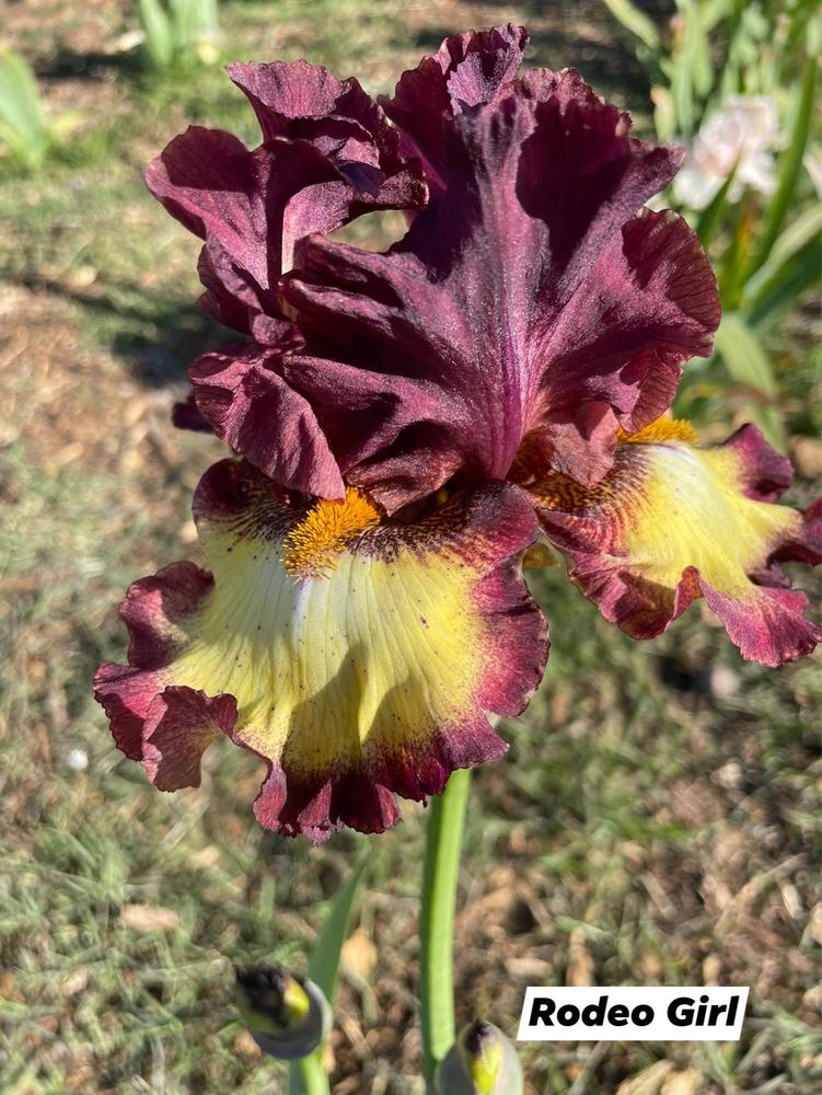 Photo of Tall Bearded Iris (Iris 'Rodeo Girl') uploaded by Bloomerrang