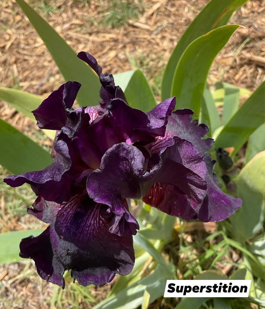 Photo of Tall Bearded Iris (Iris 'Superstition') uploaded by Bloomerrang