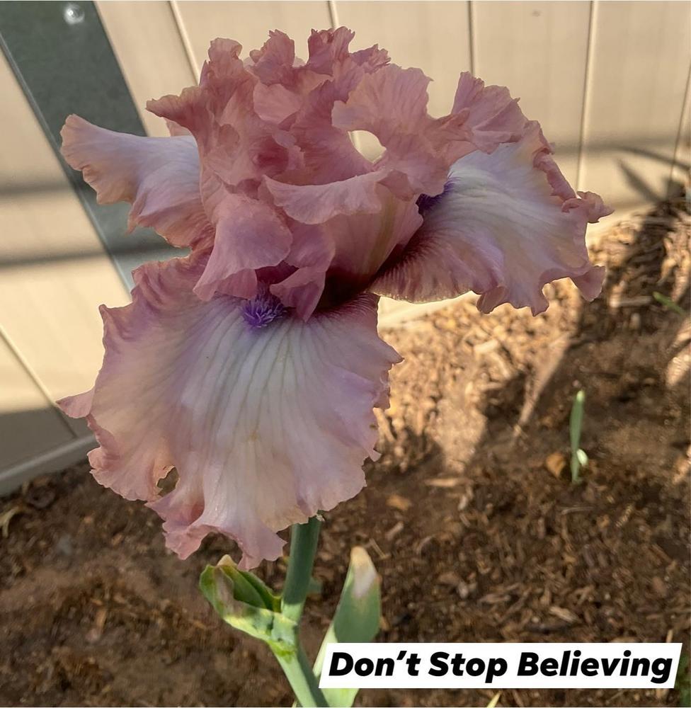 Photo of Tall Bearded Iris (Iris 'Don't Stop Believing') uploaded by Bloomerrang