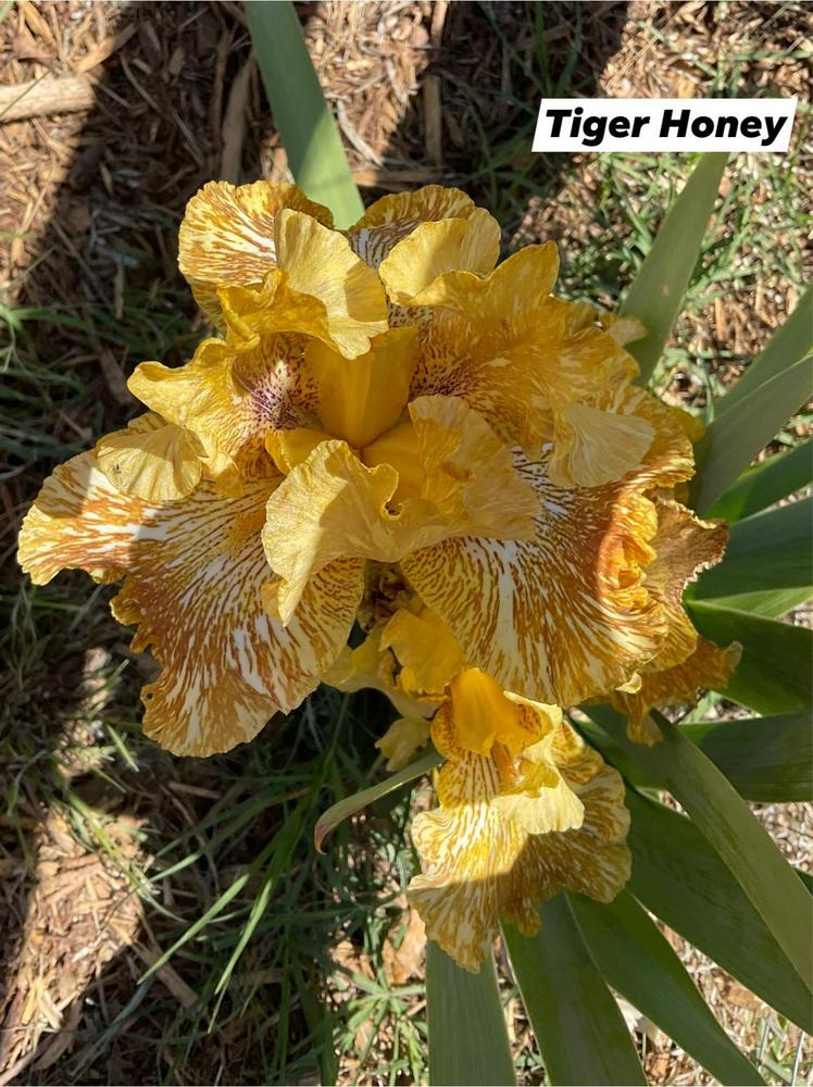Photo of Tall Bearded Iris (Iris 'Tiger Honey') uploaded by Bloomerrang
