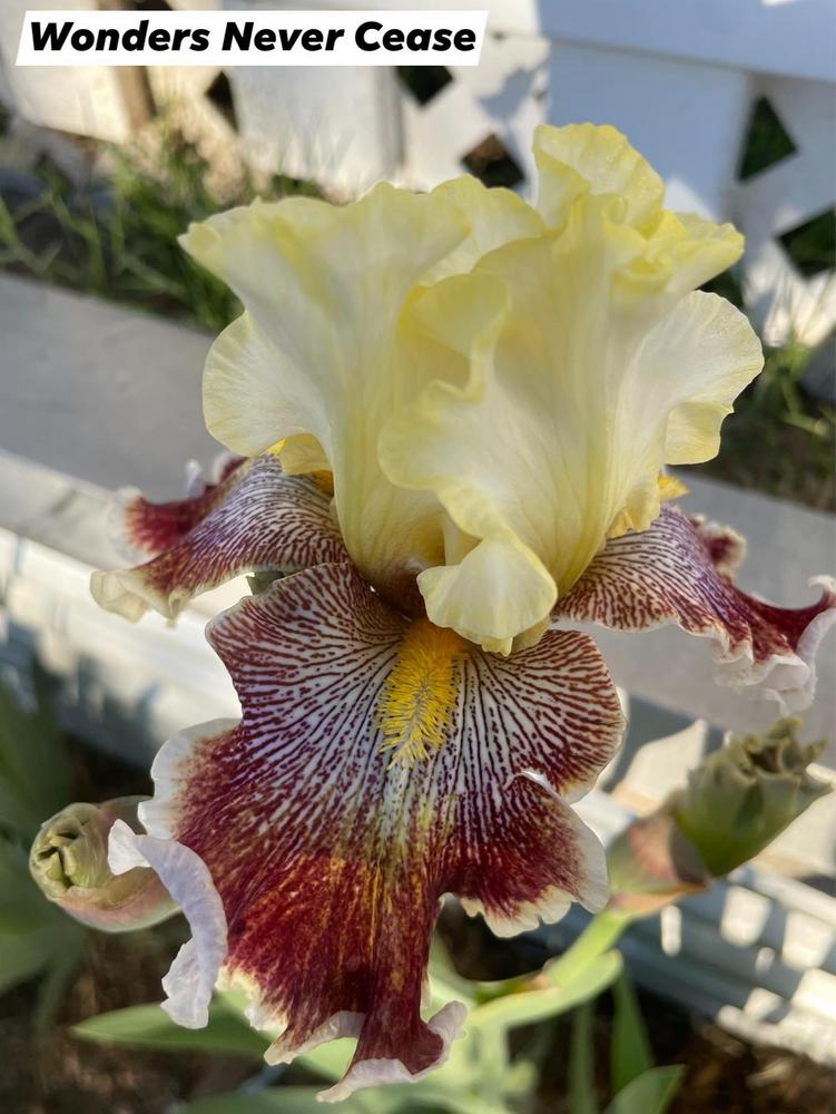 Photo of Tall Bearded Iris (Iris 'Wonders Never Cease') uploaded by Bloomerrang