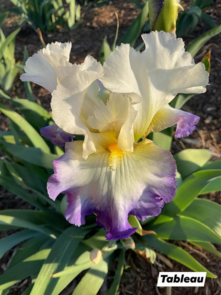 Photo of Tall Bearded Iris (Iris 'Tableau') uploaded by Bloomerrang