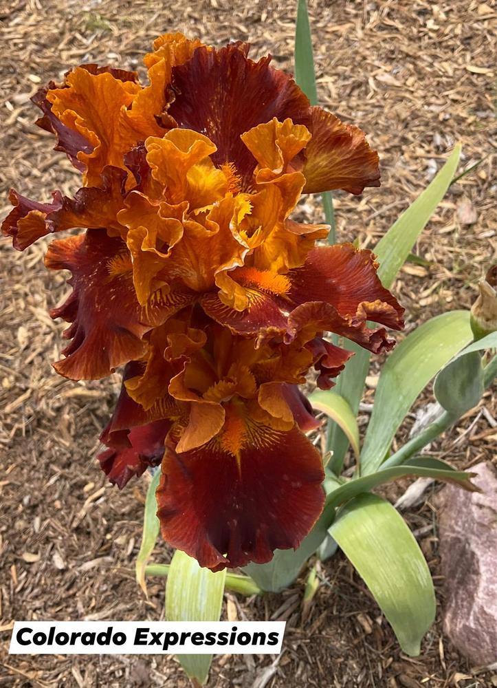 Photo of Tall Bearded Iris (Iris 'Colorado Expressions') uploaded by Bloomerrang