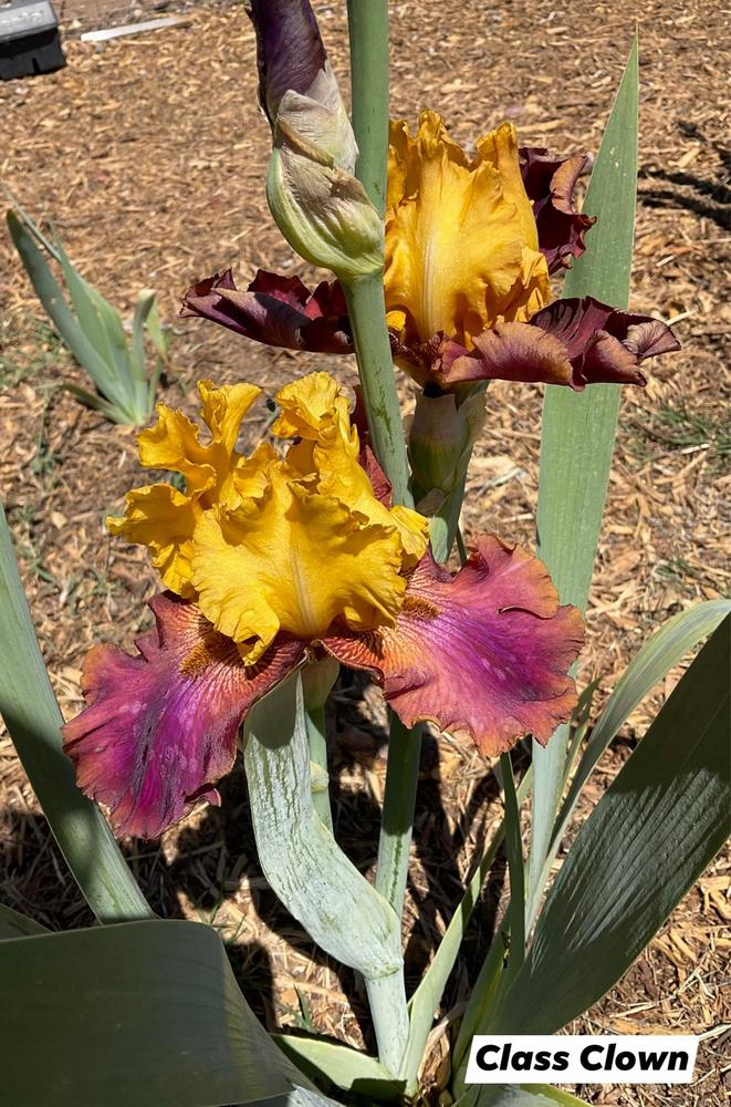 Photo of Tall Bearded Iris (Iris 'Class Clown') uploaded by Bloomerrang