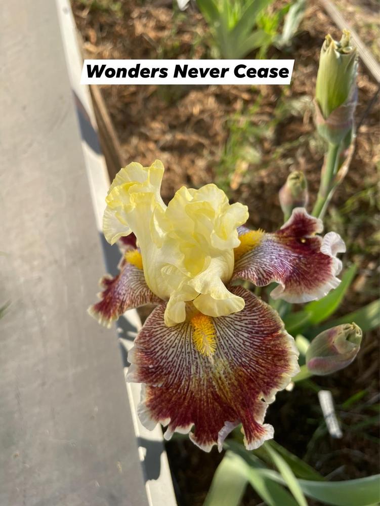 Photo of Tall Bearded Iris (Iris 'Wonders Never Cease') uploaded by Bloomerrang