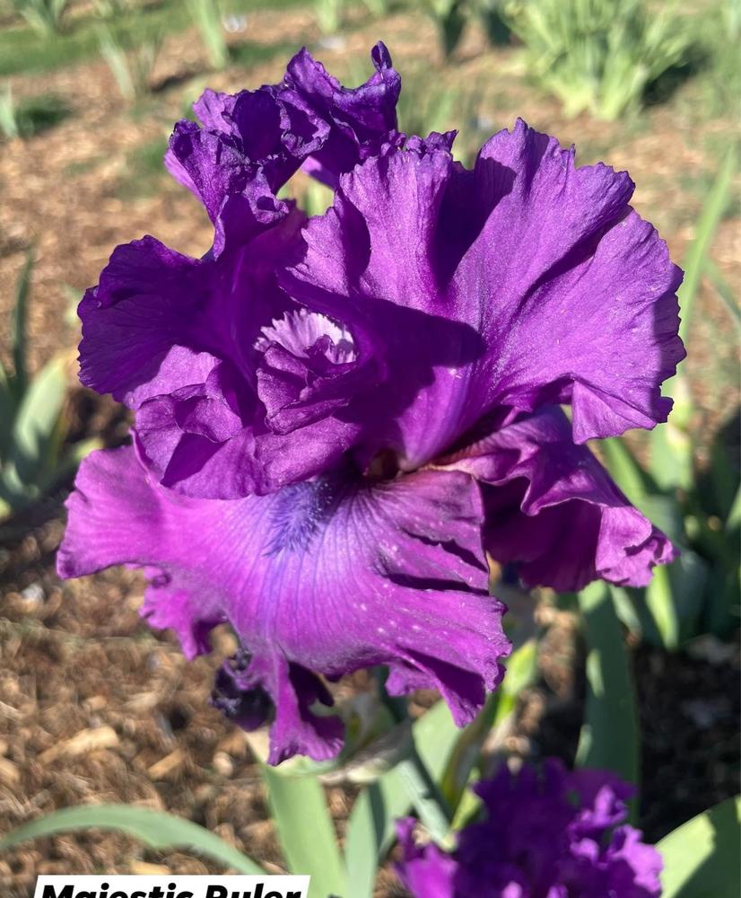 Photo of Tall Bearded Iris (Iris 'Majestic Ruler') uploaded by Bloomerrang