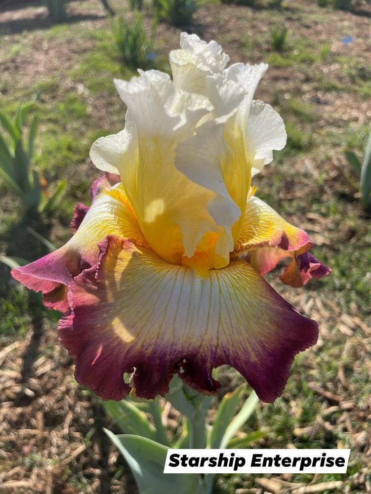 Photo of Tall Bearded Iris (Iris 'Starship Enterprise') uploaded by Bloomerrang