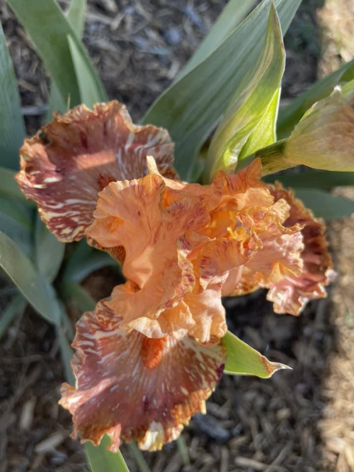Photo of Tall Bearded Iris (Iris 'Cheetah Cheese') uploaded by Bloomerrang