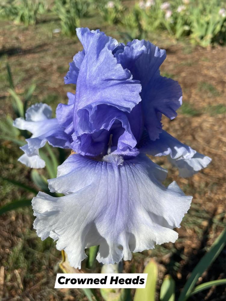 Photo of Tall Bearded Iris (Iris 'Crowned Heads') uploaded by Bloomerrang