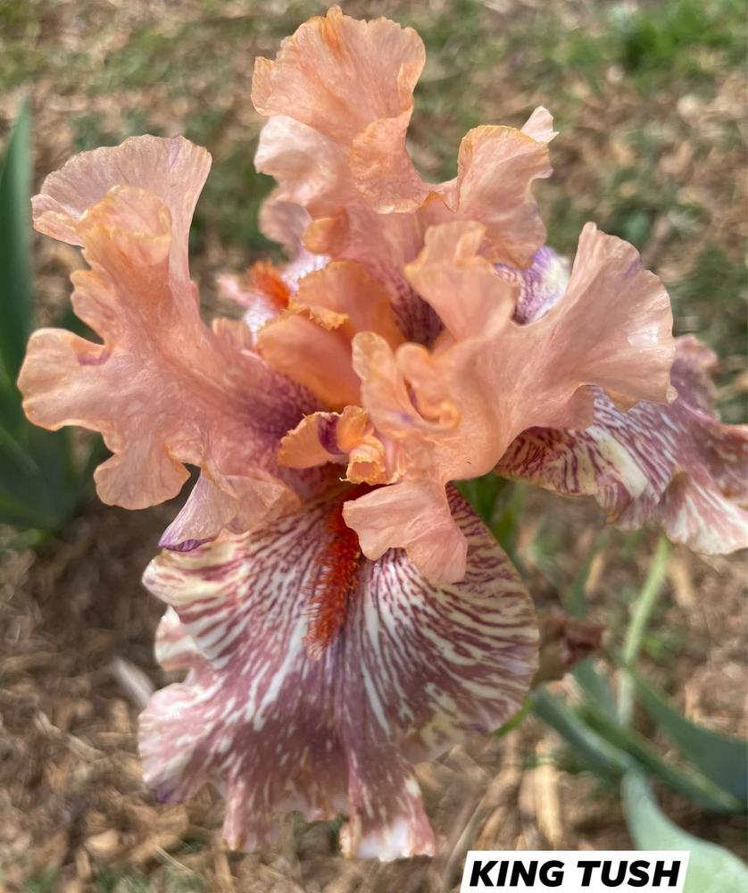 Photo of Tall Bearded Iris (Iris 'King Tush') uploaded by Bloomerrang