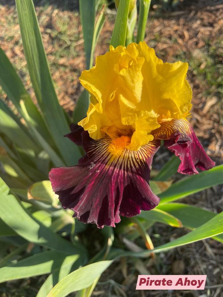 Photo of Tall Bearded Iris (Iris 'Pirate Ahoy') uploaded by Bloomerrang