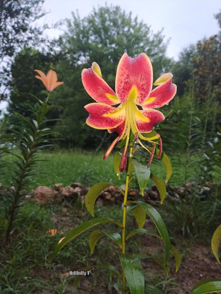 Photo of Lily (Lilium 'Scheherazade') uploaded by HoodLily