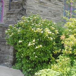 Location: Wayne, Pennsylvania
Date: 2023-06-18
full-grown specimen in bloom in corner of church building