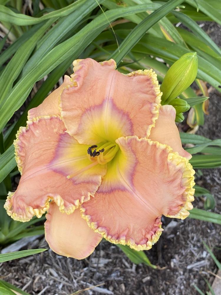 Photo of Daylily (Hemerocallis 'Simply Divine') uploaded by Legalily