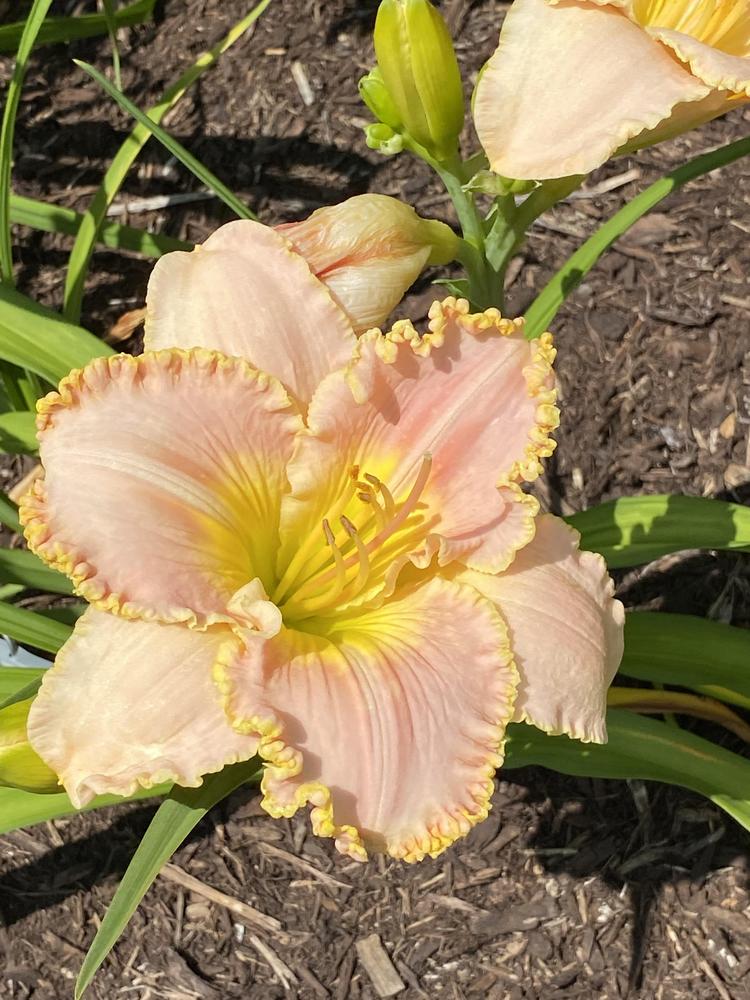 Photo of Daylily (Hemerocallis 'Belle Cook') uploaded by Legalily