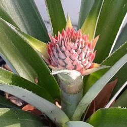 Location: Florida
Date: 2023-02-25
Pineapple (Ananas comosus)