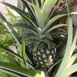 Location: Florida
Date: 7/4/2023
Pineapple (Ananas comosus)