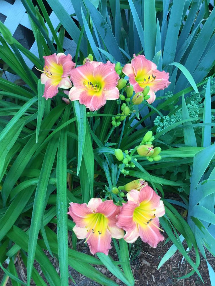 Photo of Daylily (Hemerocallis 'Prairie Blossoms') uploaded by robertduval14