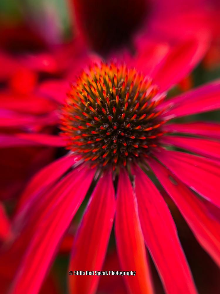 Photo of Coneflower (Echinacea Sombrero® Salsa Red) uploaded by Chantell