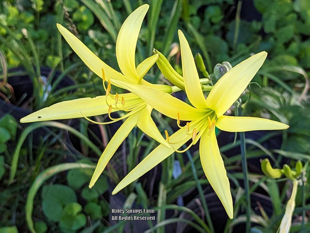Photo of Daylily (Hemerocallis citrina) uploaded by Hembrain