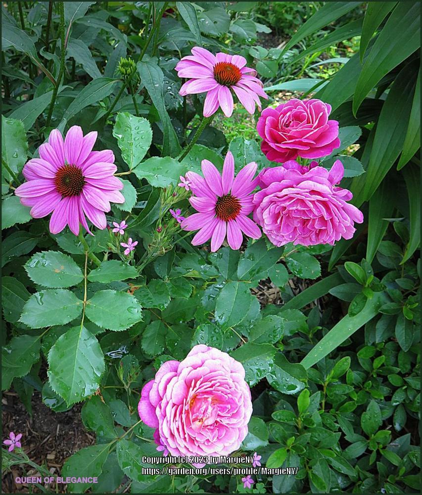 Photo of Floribunda Rose (Rosa 'Queen of Elegance') uploaded by MargieNY