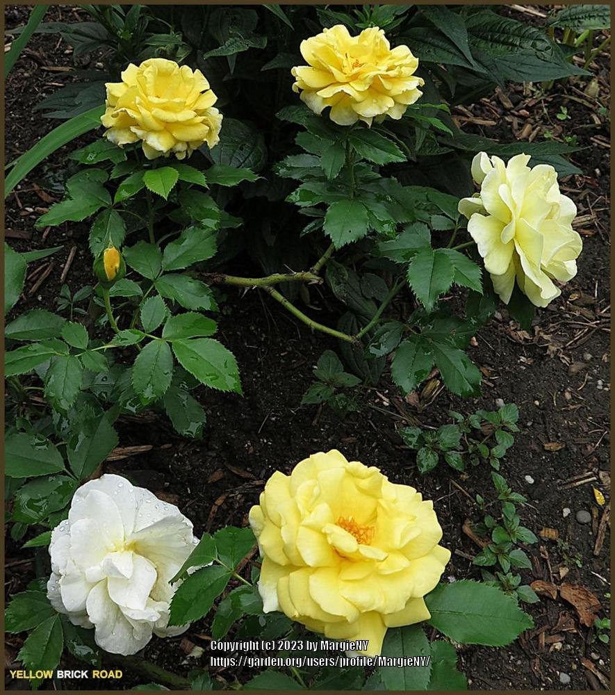 Photo of Rose (Rosa 'Yellow Brick Road') uploaded by MargieNY