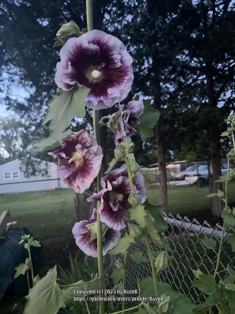 Photo of Hollyhock (Alcea rosea 'Creme de Cassis') uploaded by RizzoR