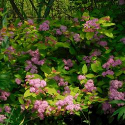 Location: Eagle Bay, New York
Date: 2023-07-05
Spirea (Spiraea Double Play® Big Bang) in bloom