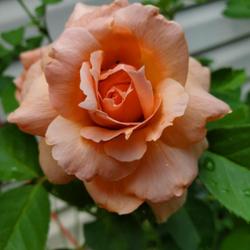 Location: My Garden
Date: 2023-07-05
Apricot Candy
