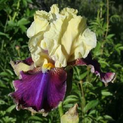 Location: California
Date: 2013-05-21 7:30 AM
Taken in my garden in Tehachapi, CA