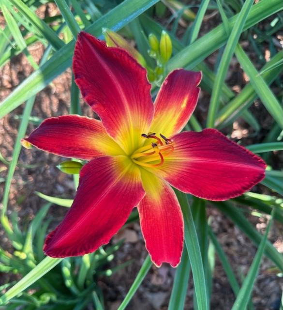 Photo of Daylily (Hemerocallis 'All American Chief') uploaded by jkporter
