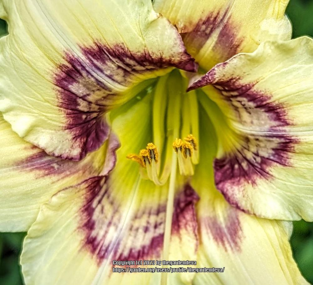 Photo of Daylily (Hemerocallis 'Oh for Cute') uploaded by thegardendeva
