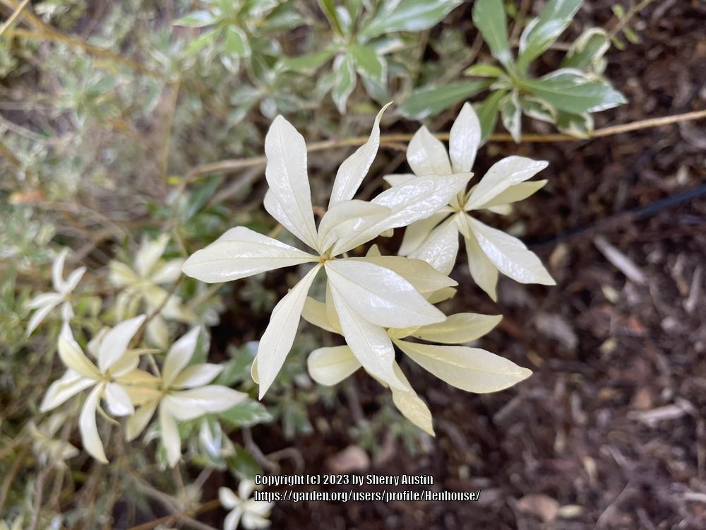 Photo of Pittosporum heterophyllum 'Variegatum' uploaded by Henhouse