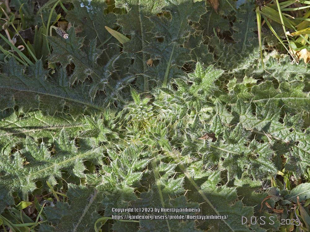 Photo of Scotch Thistle (Onopordum acanthium) uploaded by Huertayjardineria