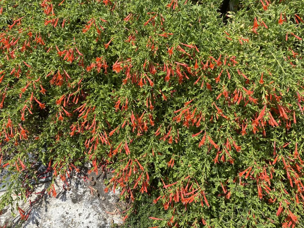 Photo of California Fuchsia (Epilobium canum subsp. garrettii Orange Carpet®) uploaded by SL_gardener