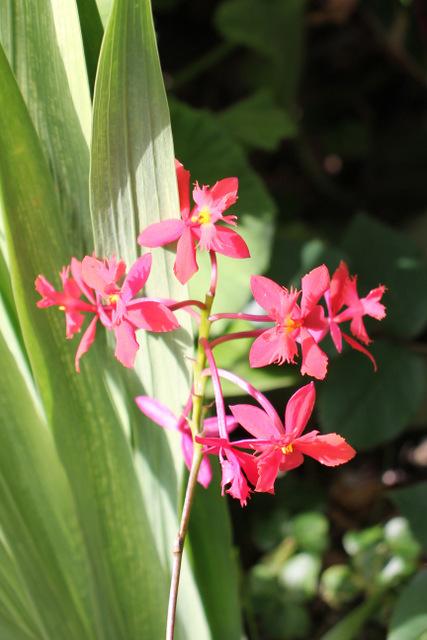 Photo of Crucifix Orchid (Epidendrum radicans) uploaded by RuuddeBlock