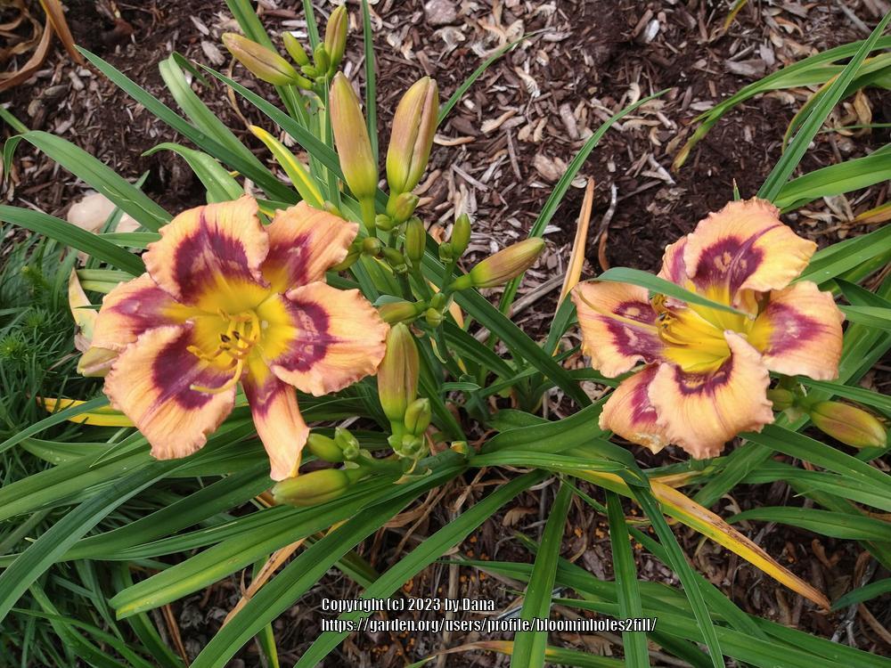 Photo of Daylily (Hemerocallis 'One Night Pollination') uploaded by bloominholes2fill