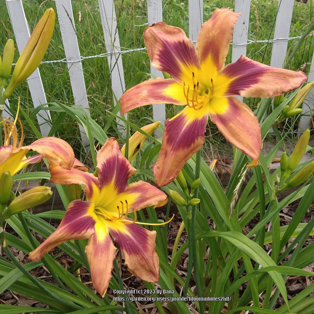 Photo of Daylily (Hemerocallis 'Spacecoast Eye of the Tiger') uploaded by bloominholes2fill