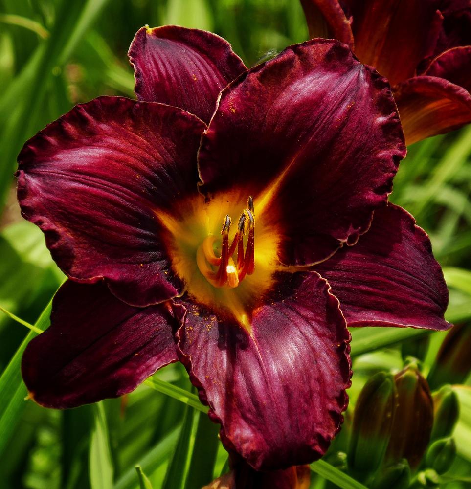 Photo of Daylily (Hemerocallis 'Max's Miracle') uploaded by Charlemagne