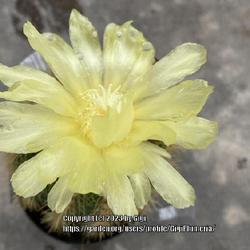 Location: BBS in Tampa, Florida
Date: 2023-07-08
A beautiful cactus bloom!