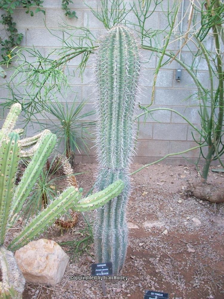 Photo of Saguaro (Carnegiea gigantea) uploaded by Ivan_N_Tx