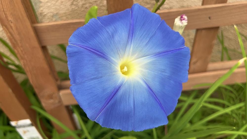 Photo of Morning Glory (Ipomoea tricolor) uploaded by fruitoverdose