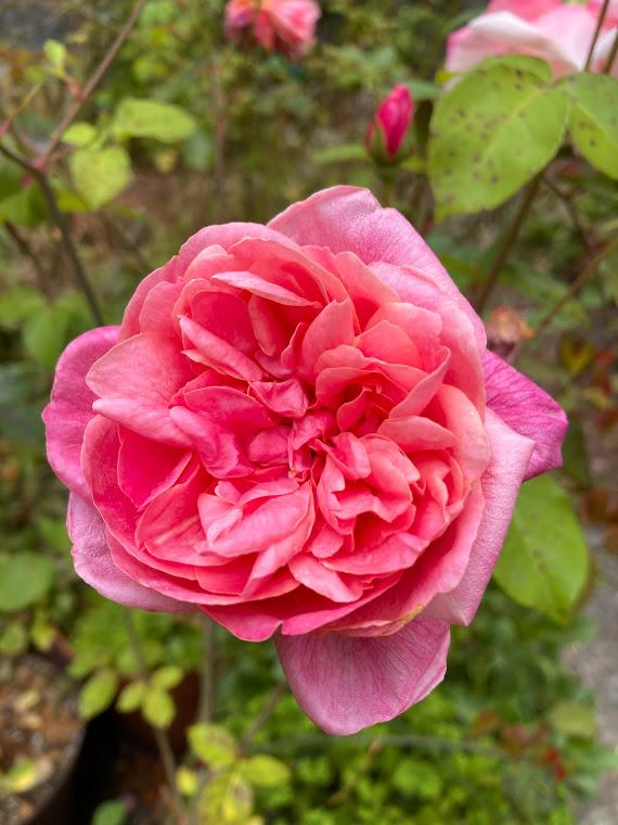 Photo of Tea Rose (Rosa 'Monsieur Tillier') uploaded by pmpauley