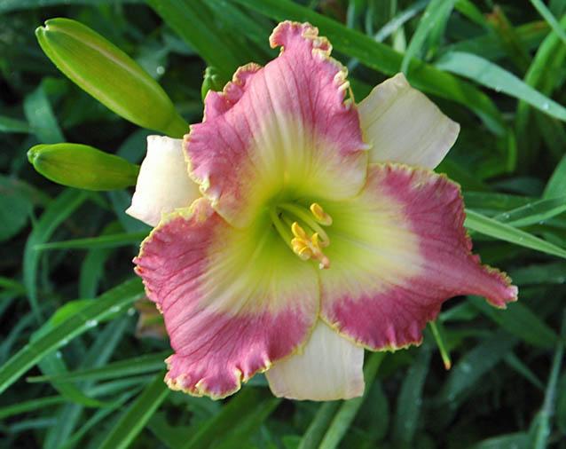 Photo of Daylily (Hemerocallis 'Betwixt and Between') uploaded by shive1
